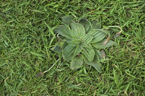 Hoary plantain