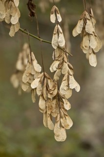 Manitoba maple