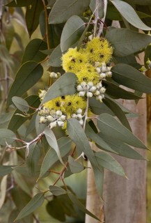 Lemon flowering mallee