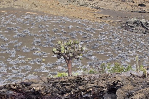 Prickly pear cactus on Bartolome Island Galapagos with grey mat plants growing behind it