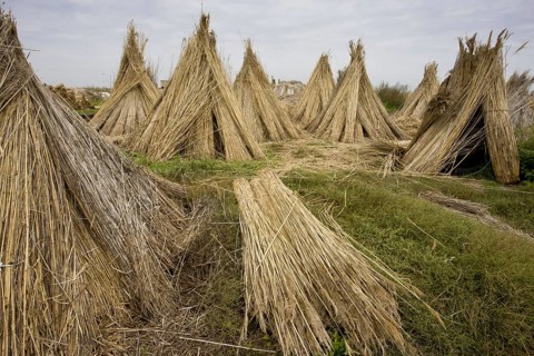 Reed cutting