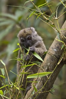 Eastern bamboo lemur