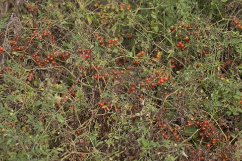 Galapagos tomato