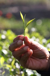 The leaf tips of the tea plant are known as silver tips