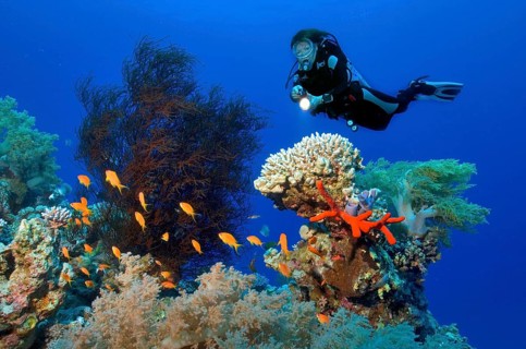 Divers and Corals
