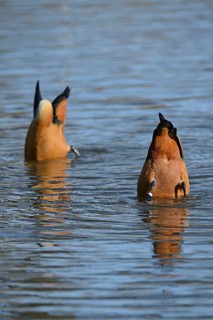 Ruddy shelducks