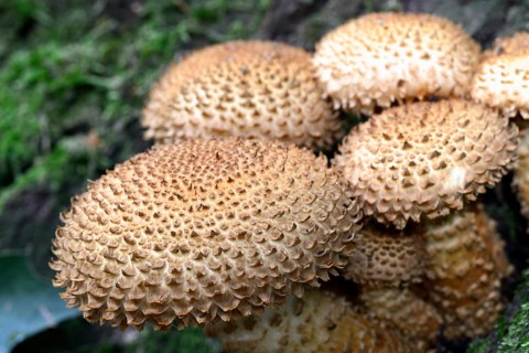 Shaggy scalycap