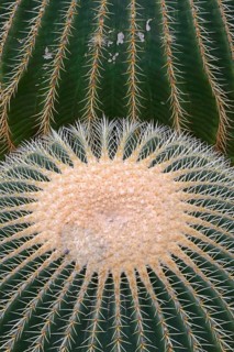 Gold ball cactus