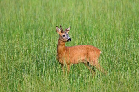 European roe deer