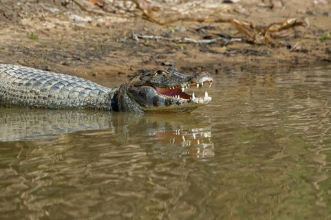 Yacare caiman