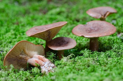 Red-brown milkling