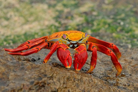 Red clipper crab