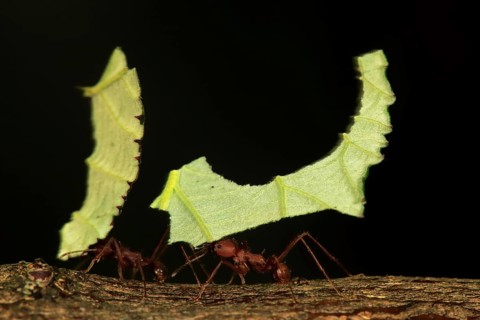 Leafcutter ant