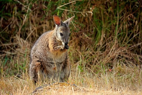 Tammar Wallaby