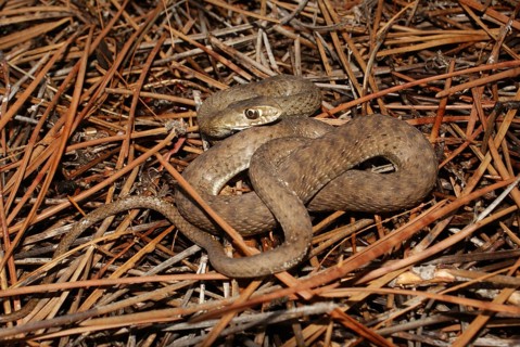Western lizard snake