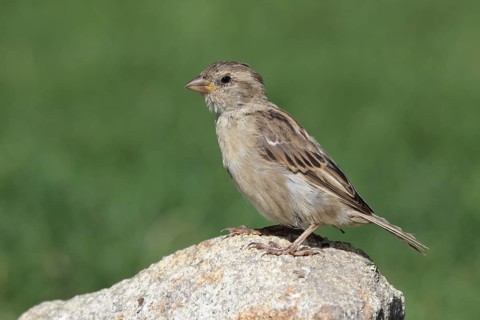 House sparrow