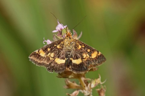 Mint Moth