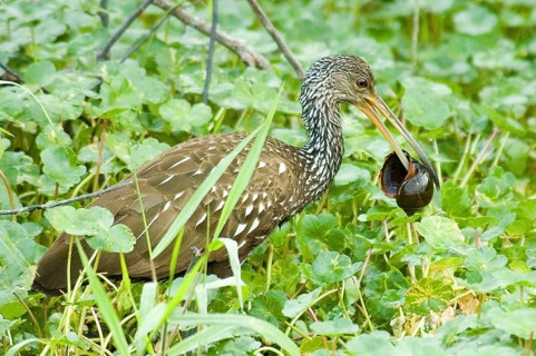 Limpkin