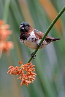 Bronze Munia