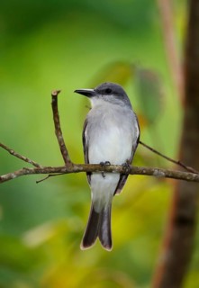 Grey Kingbird