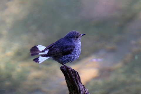 Water Redstart