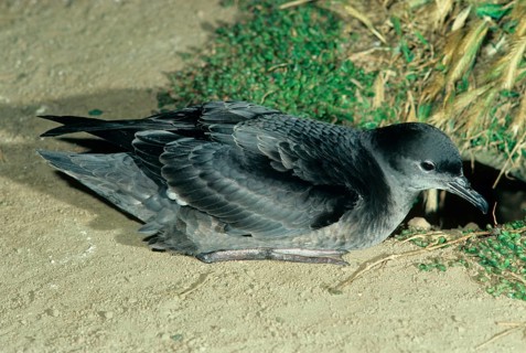 Short-tailed shearwater