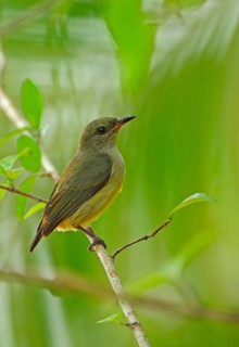 Orange-bellied Flowerpecker