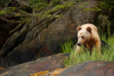 Adult grizzly bear
