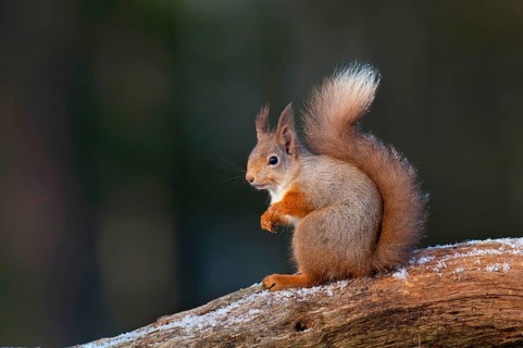Eurasian red eurasian red squirrel