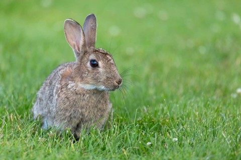 Adult european rabbit