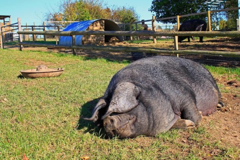 Domestic Pig