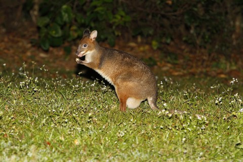 Red-legged red-legged pademelon
