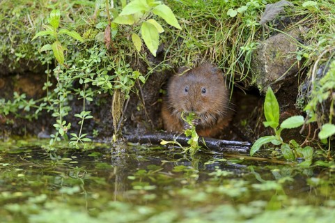Eastern vole