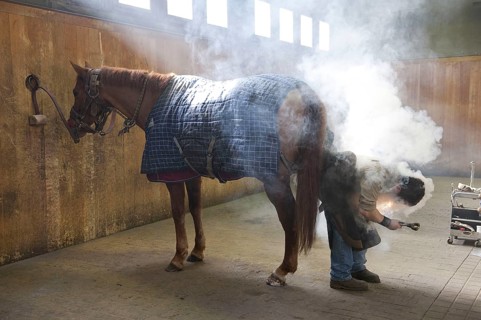 Shoeing horse