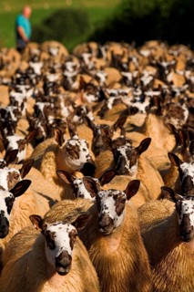 Domestic Sheep