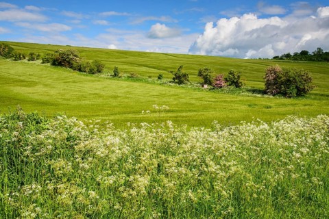 Crop barley