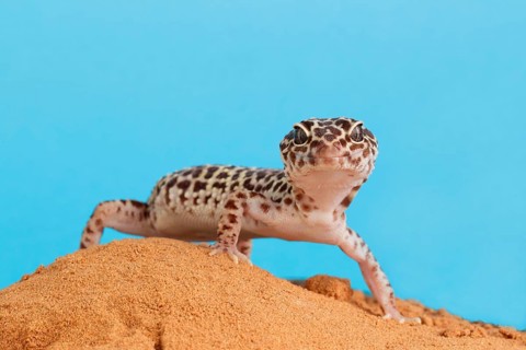 Leopard leopard gecko