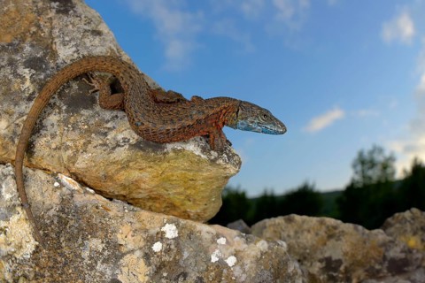 Blue-throated Keeled Lizard