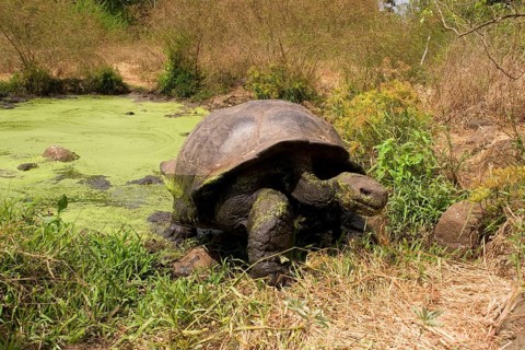 Testudo elephantopus porteri porteri porteri