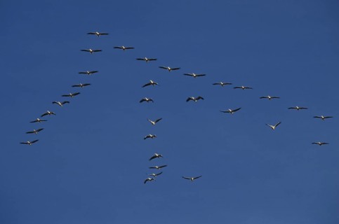 Great white pelicans