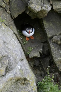 Puffin
