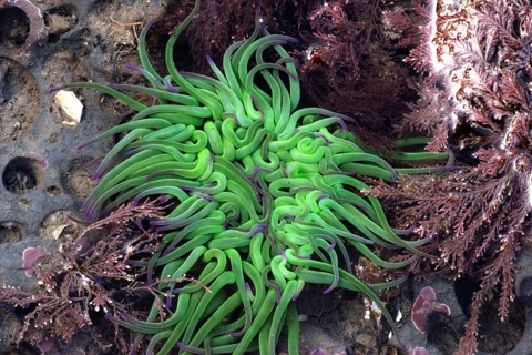 Opelet anemone