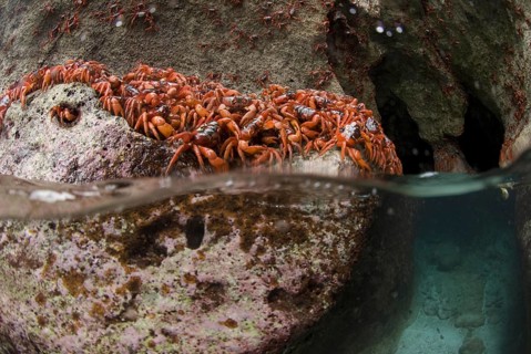 Christmas island red crab