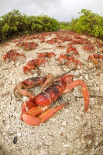 Christmas island red crab