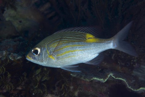 Striped large-eye bream
