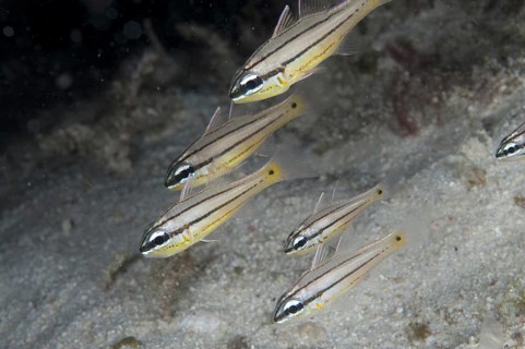 Cardinalfish
