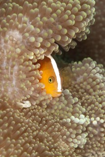 Orange Clownfish