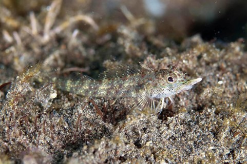 Rhinocerus Triplefin