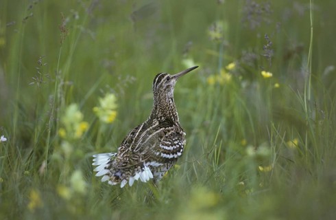 Great Snipe