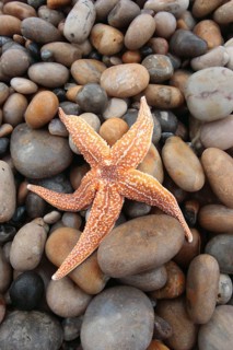 Asterias vulgaris